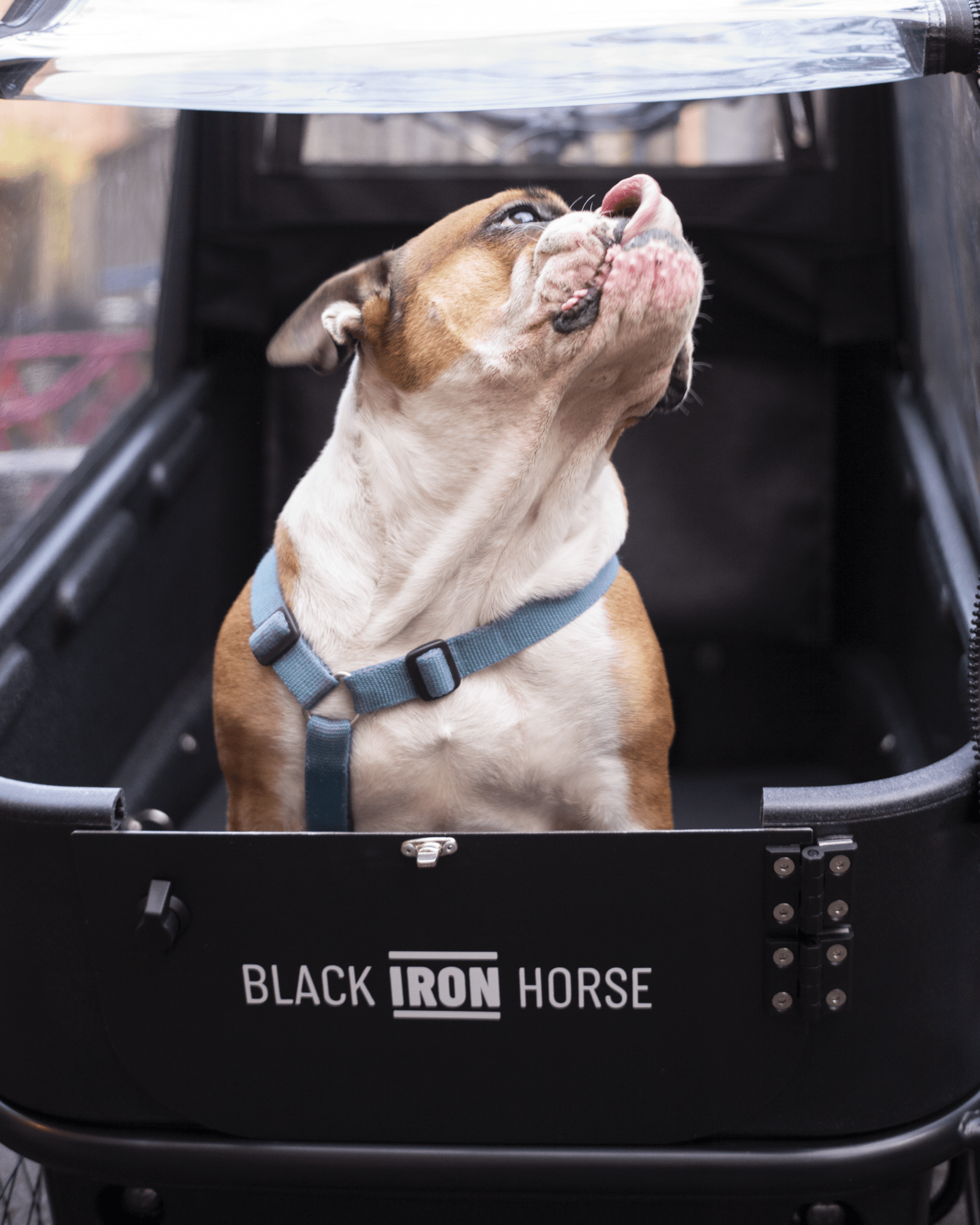 Bulldog in Black Iron Horse Pony Dog Prototype